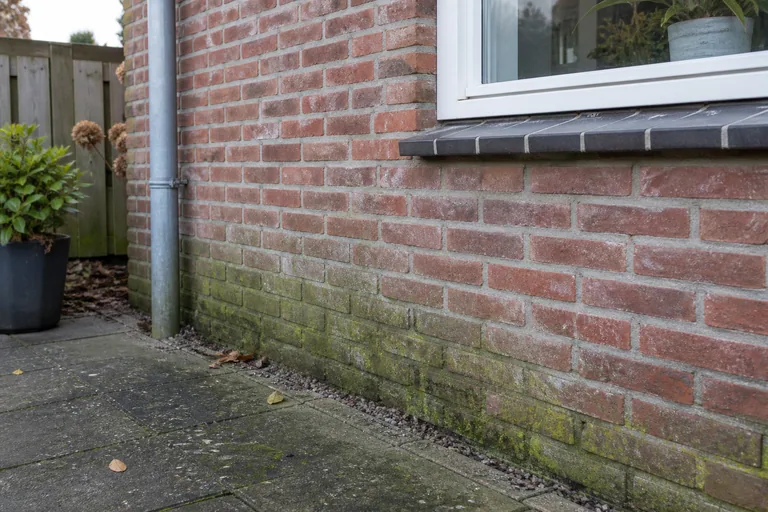 Groene aanslag op de onderste lagen van een bakstenen gevel.